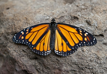 Butterfly on the stone