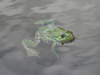 Grenouille