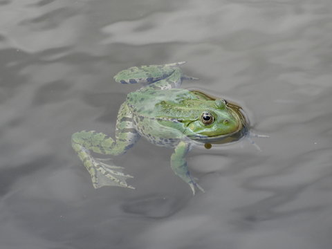 Grenouille