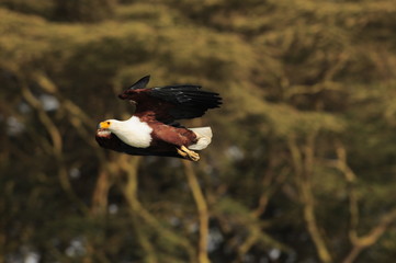 African fish eagle in fly at Naivasha Lake, Kenya