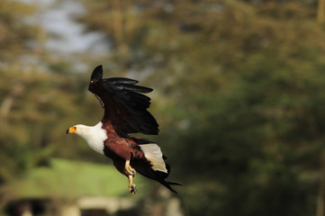 African fish eagle in fly at Naivasha Lake, Kenya