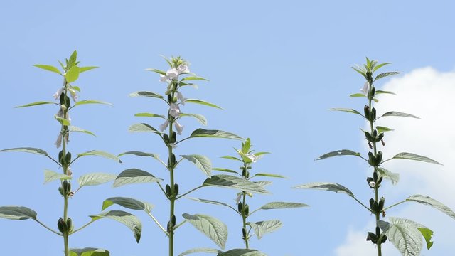 青空をバックにゴマの花