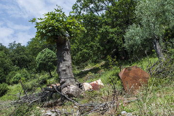 Fig tree and olive tree