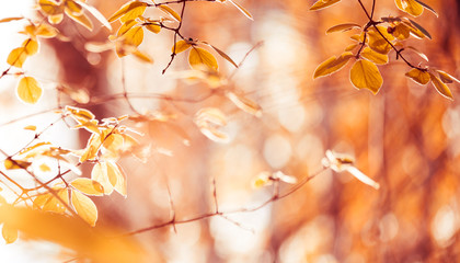 yellow leaves