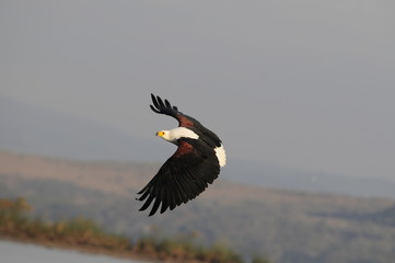 African fish eagle in fly at Naivasha Lake, Kenya