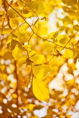 yellow leaves