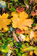 Fallen leaves on grass