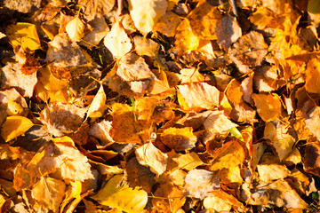 Fallen leaves on grass