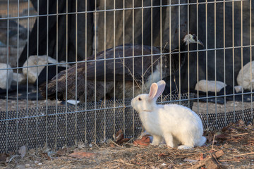 White rabbit is considering a peacock