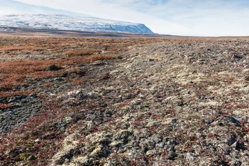 Vlies Fototapete Arktis Arktische Landschaft im Sommer