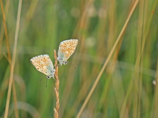 Silbergrüne Bläulinge im Morgenlicht