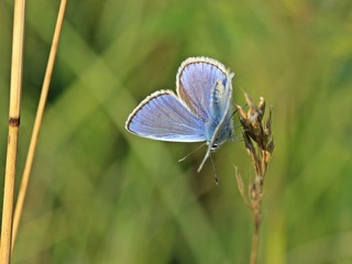 Hauhechel-Bläuling (Polyommatus icarus)
