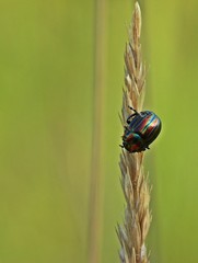 Regenbogen-Blattkäfer (Chrysolina cerealis) auf Grashalm © Schmutzler-Schaub