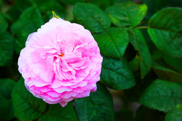 Bush pink roses with green leaves