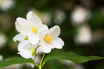 Obraz na płótnie Canvas Flowers of jasmine in city garden