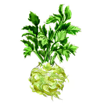watercolor celery isolated on white