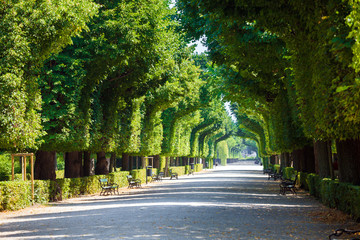 Walkway under a green natural tunnel