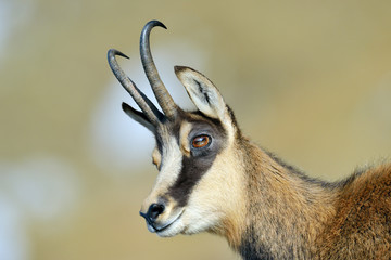 chamois (rupicapra rupicapra)