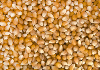 corn seeds background closeup shot