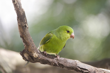 Periquito-rico