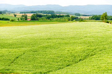 Fototapeta na wymiar Hokkaido landscape : field for agriculture in the mountain in cl
