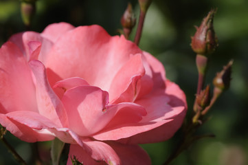 rose 25