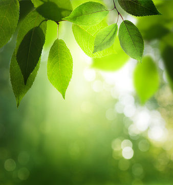 green leaves in sunny forest
