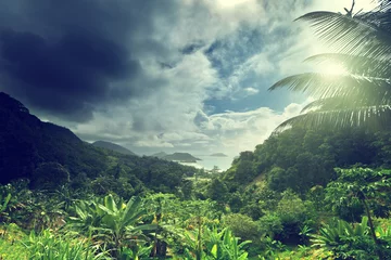 Fotobehang Zomer jungle of seychelles island