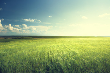 Fototapeta na wymiar field of barley and sunny day