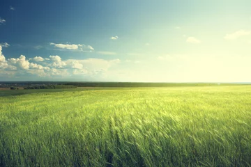 Zelfklevend Fotobehang field of barley and sunny day © Iakov Kalinin