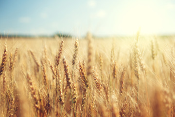 Obraz premium złote pole pszenicy i słoneczny dzień