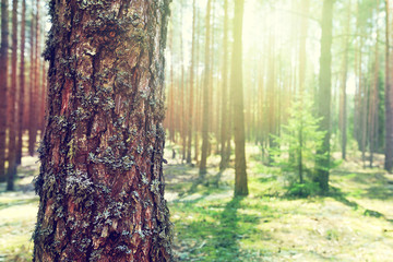 trunk of pine in summer forest