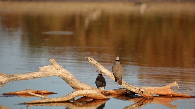 Cape turtle doves drinking water