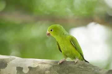 Periquito-rico