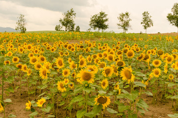 sunflower garden in the evening