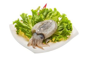 Raw cuttlefish