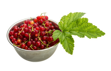 Red currant