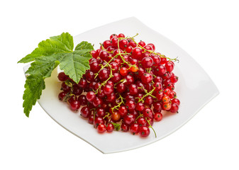 Red currant