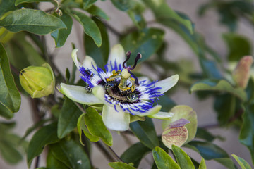 Fleur passiflore