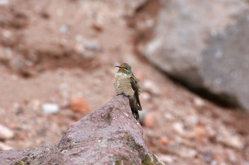 Colibri au Chimborazo