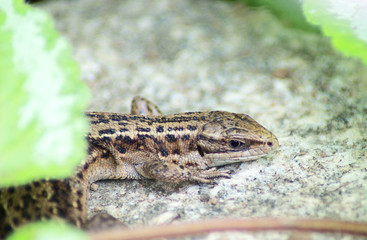 Lizard