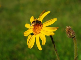 Arnica montana with bee