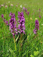 Fototapeta premium Alpine Dactylorhiza, wild orchid growing in the Alps