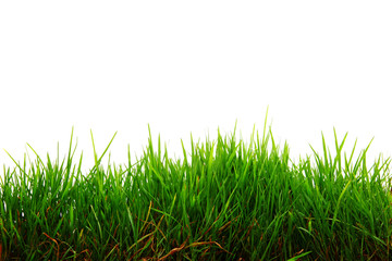 Fototapeta premium Gras