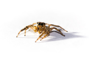 Spider in white background.