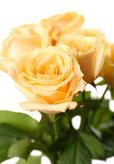 Bouquet of beautiful roses close up