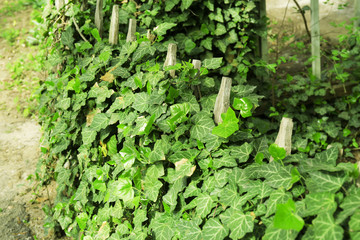 Green ivy, close up