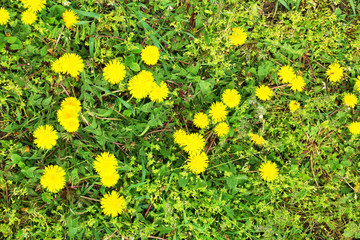 Dandelion flowers, outdoors