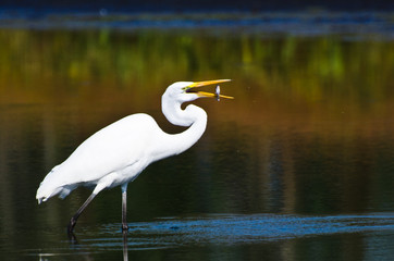 Great Egret With Caught Fish in Autumn