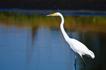 Great Egret Hunting for Fish in Autumn